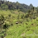 rice_ubud_h_0076_bal0891.jpg